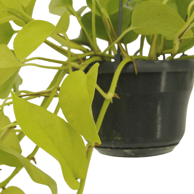 Epipremnum Golden Pothos (Scindapsus) - 2 Stuks - Ø15cm ↕25cm (zonder sierpot)