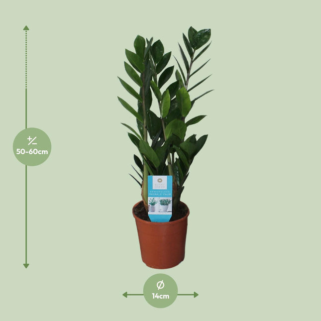 Zamioculcas Zamiifolia - ZZ Plant - Ø14cm - ↕55cm (zonder sierpot)