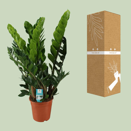 Zamioculcas (Zamioculcas zamiifolia) - ↕80 cm - Ø21 cm (zonder sierpot)