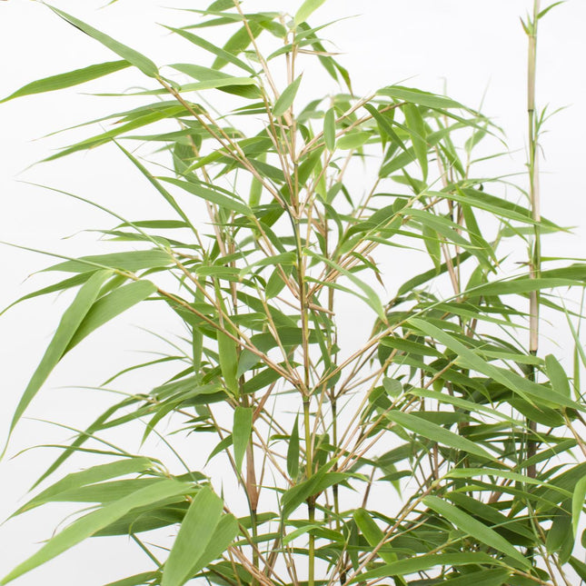 Fargesia Rufa (zonder sierpot) - Niet-woekerende bamboe - Ø29cm - ↕80cm - Winterharde kamerplant
