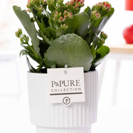 Kalanchoe Red - Rode Kalanchoë in Witte Ivy Keramiek - Premium Kamerplant - Ø12cm