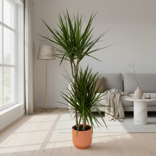 Dracaena Marginata - ↨120cm - Ø21cm inclusief elho Vibes Fold Round