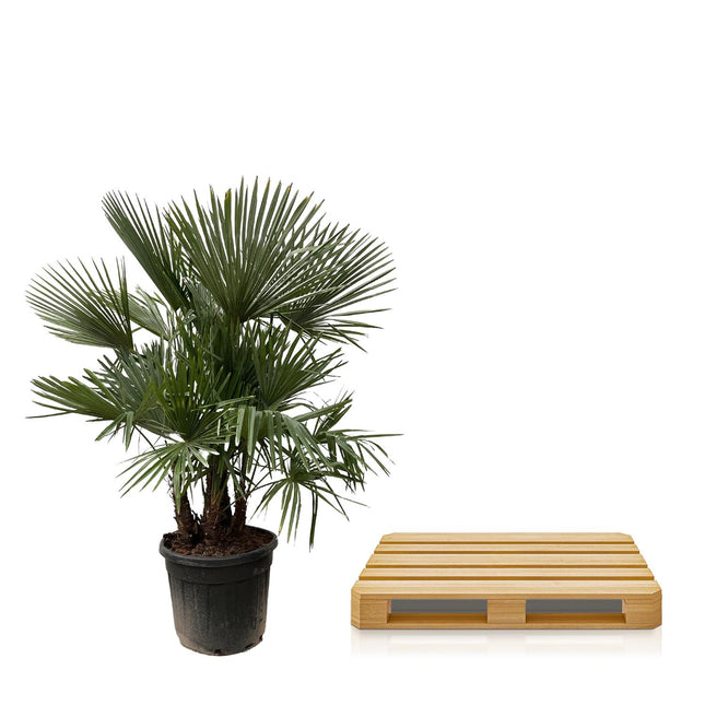 Waaierpalm Multi-Stam - Trachycarpus Fortunei - Winterharde Palmboom - Ø50cm - ↕230cm (zonder sierpot)
