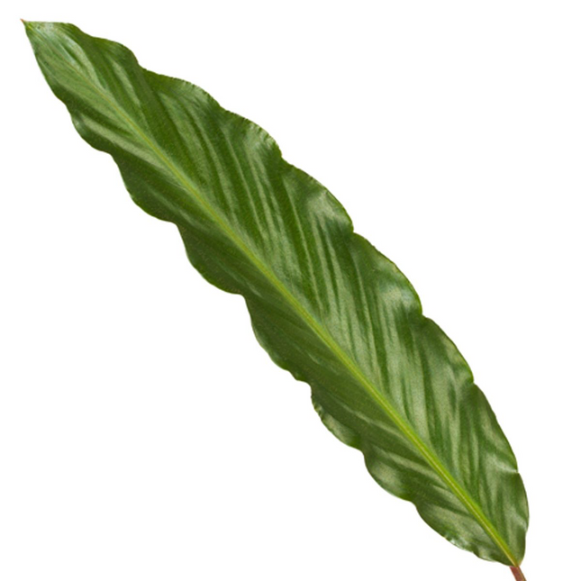 Calathea Wavestar - Ø19cm ↕80cm (zonder sierpot)