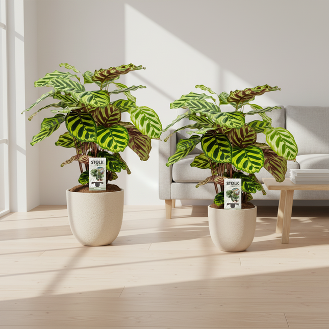 Calathea Makoyana - 2 Stuks - Ø14cm ↕45cm (zonder sierpot)