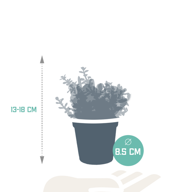 Crassula mix 8.5 cm - zonder pot - 3x