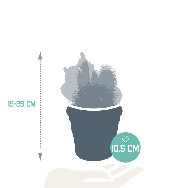 Cactus mix 10.5 cm - in terracotta pot - 3x