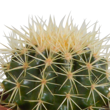 Cactus mix 10.5 cm - 3x - in witte pot