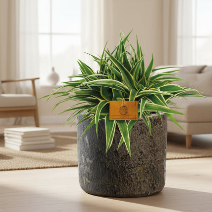 Graslelie 'Ocean' - Chlorophytum - Ø15cm - ↕25cm + Maas Pot D16x14cm - Bruin
