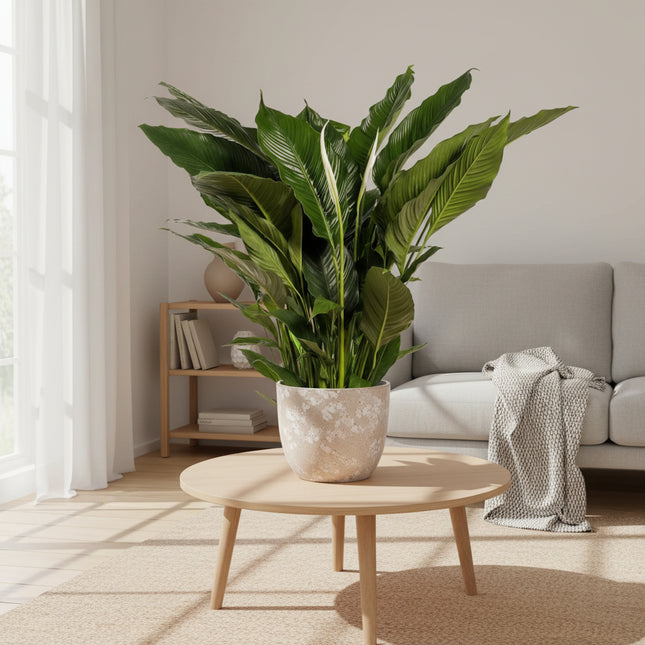 Spathiphyllum Sweet Sebastiano - Ø24cm - ↕110cm
