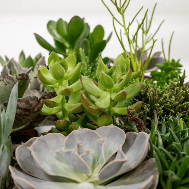 Succulenten Mix Ø8,5cm – 18 Stuks – Makkelijke Kamerplant (zonder sierpot)