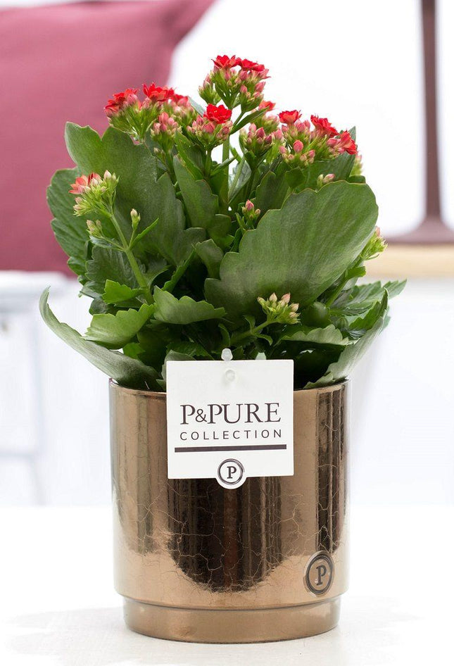 Kalanchoe Red - Rode Kalanchoë in Goud/Bronzen Keramiek - Premium Kamerplant - Ø12cm