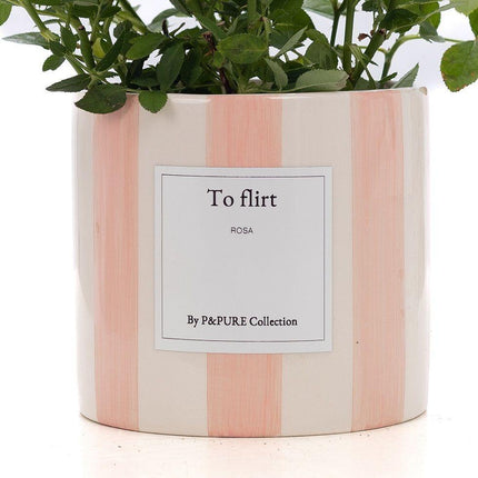 Mini-Roos Lichtroze - Rosa sp. Gift "To Flirt" met Wenskaart - Ø12cm - ↕30cm