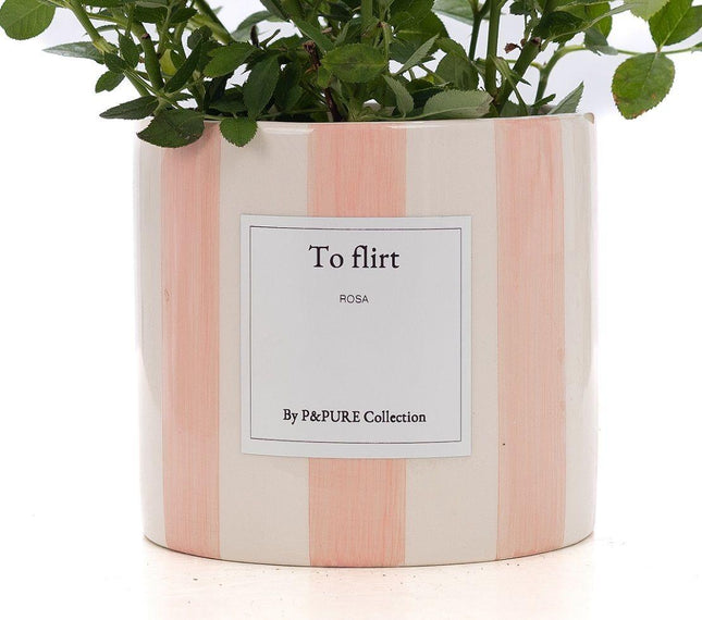 Mini-Roos Lichtroze - Rosa sp. Gift "To Flirt" met Wenskaart - Ø12cm - ↕30cm