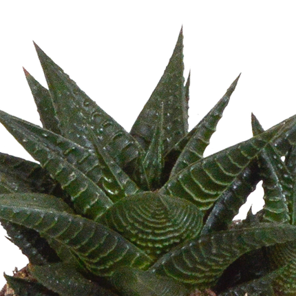 Gasteria/Haworthia mix 8,5cm - 3x - in witte pot