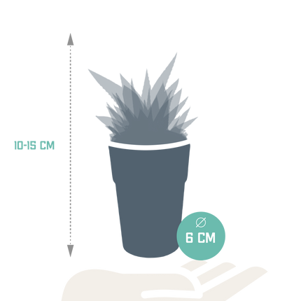 Gasteria/Haworthia mix 5,5cm - 5x - in gekleurde plasticpot