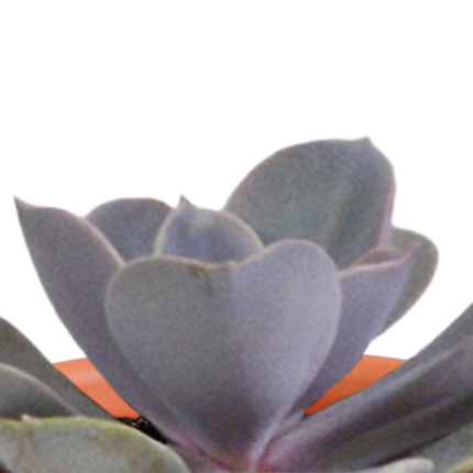 Cactus en vetplanten mix 5.5 cm | 15 stuks - zonder pot