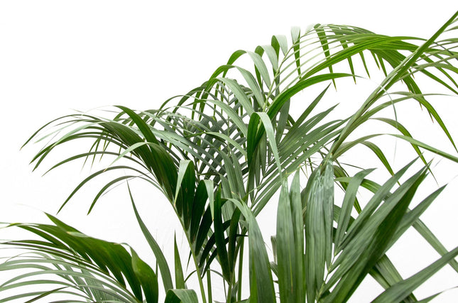 Kentia palm - 180cm - ⌀21 -24