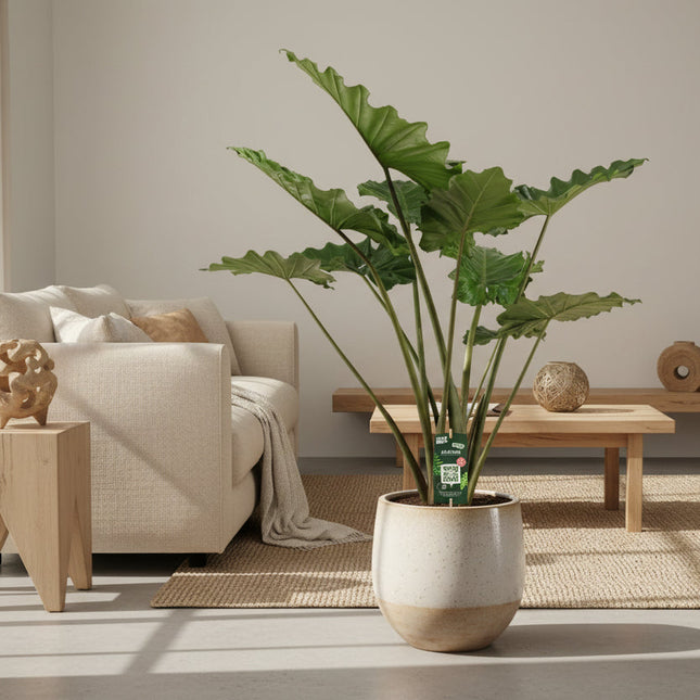 Alocasia Portodora