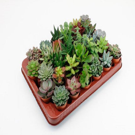 Succulenten 30 Stuks Potmaat 5,5cm