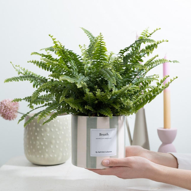Nephrolepis Green Lady 'Breath' - Ø12cm - ↕35cm - Met Wenskaart