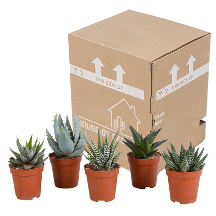 Gasteria/Haworthia mix 5,5cm - zonder pot - 5x