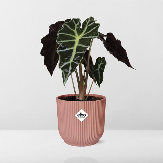 Alocasia Polly (Alocasia Amazonica) in ELHO Vibes Fold sierpot 14cm Roze - ↕30cm