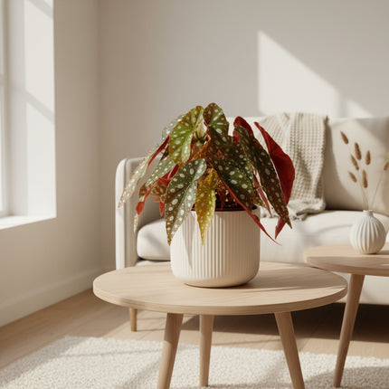 Begonia Maculata "Wighii"