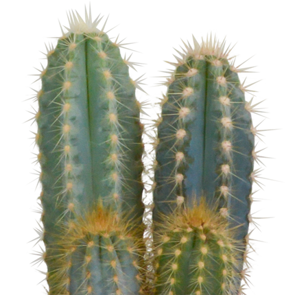 Cactus mix 10.5 cm - 3x - in witte pot