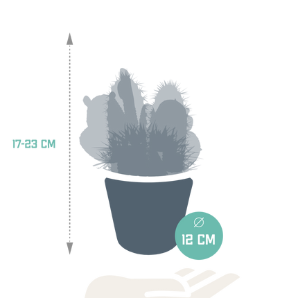 Cactus mix 10.5 cm - 3x - in witte pot