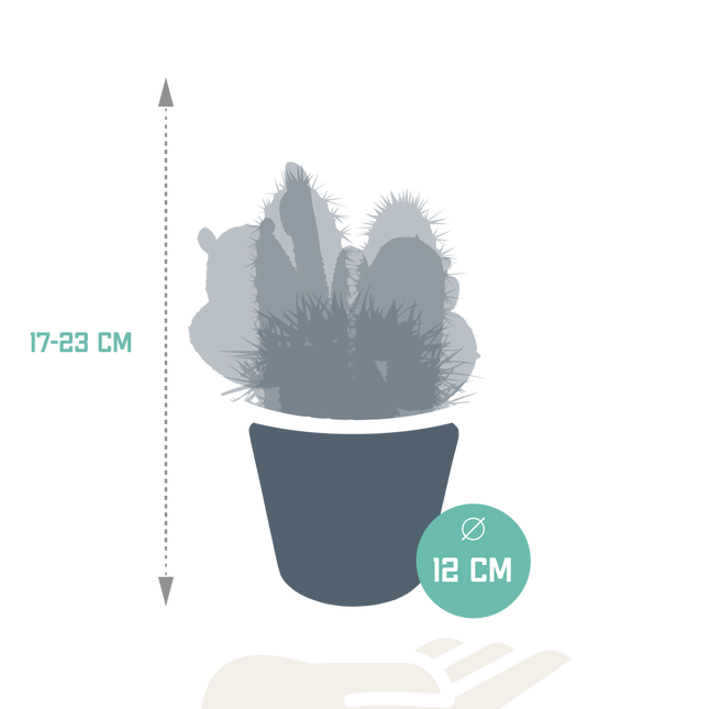 Cactus mix 10.5 cm - 3x - in witte pot