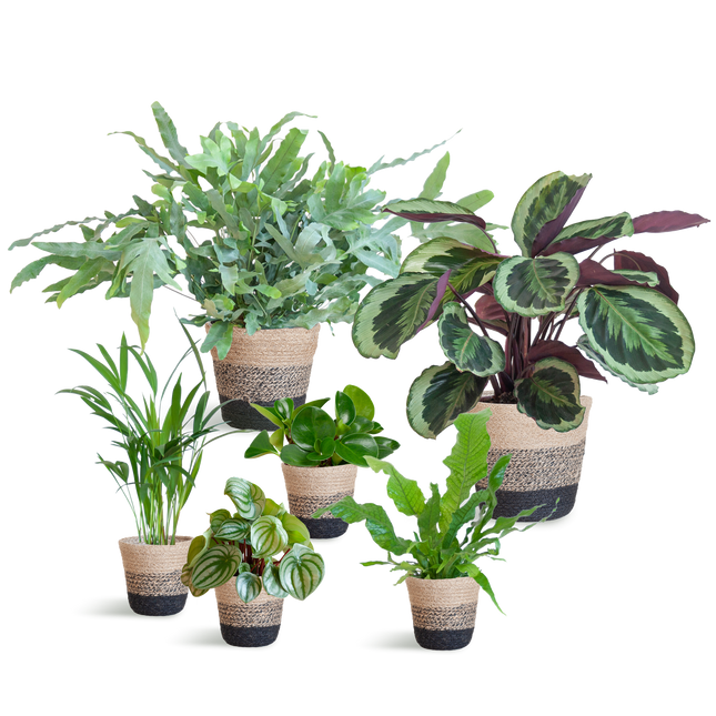 Diervriendelijke plantenset Large