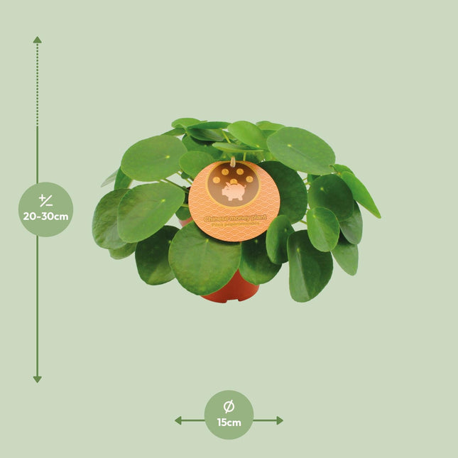 Pilea Peperomioides (zonder sierpot) - Pannenkoekplant - Ø15cm - ↕30cm - Makkelijke kamerplant