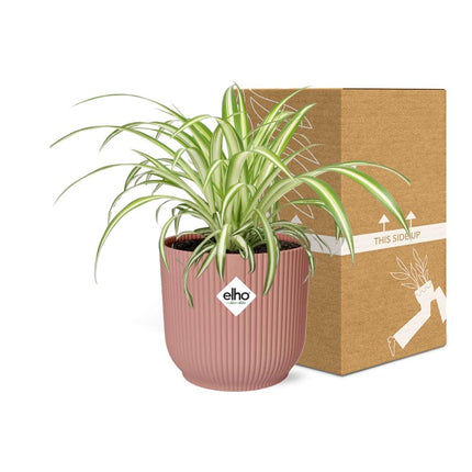 Graslelie 'Variegatum' - Chlorophytum - Ø15cm - ↕25cm + ELHO Vibes Fold Pot 14cm - Roze