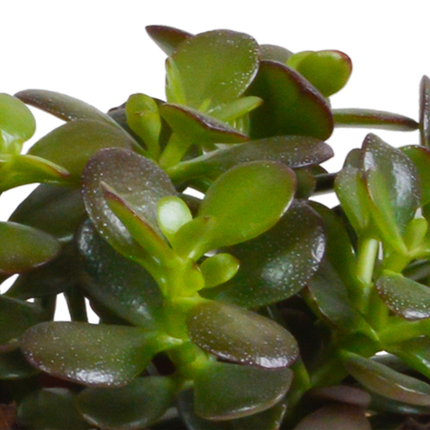 Crassula mix 10,5 cm - 3x - in terracotta pot