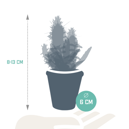 Cactus en vetplanten mix 5.5 cm | 15 stuks - in terracotta pot