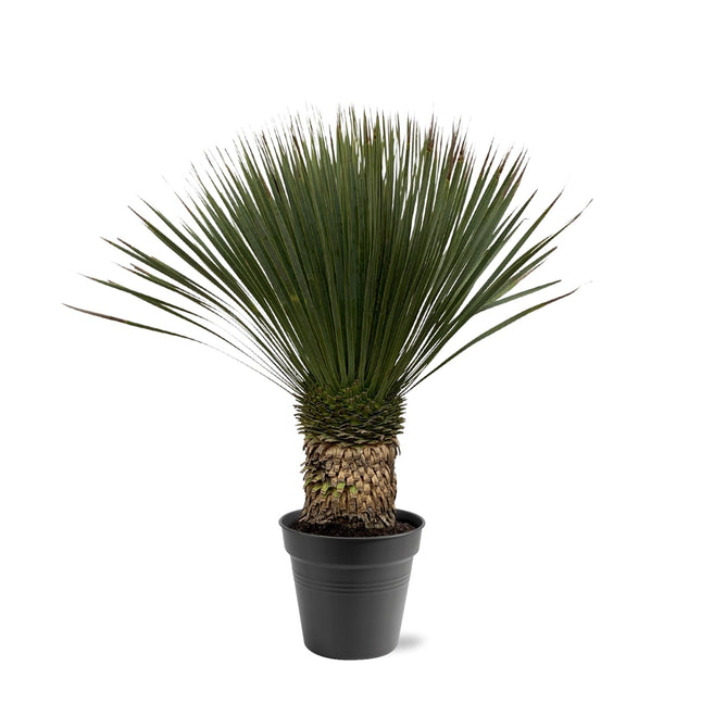 Yucca Rostrata - 80 - 100cm- Ø38