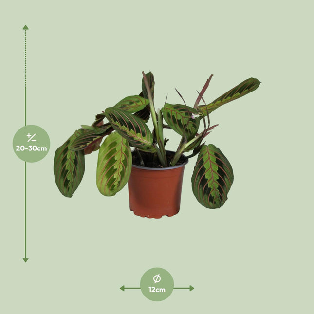 Maranta Leuconeura Fascinator (Bidplant) - Ø12cm - ↕30cm (zonder sierpot)