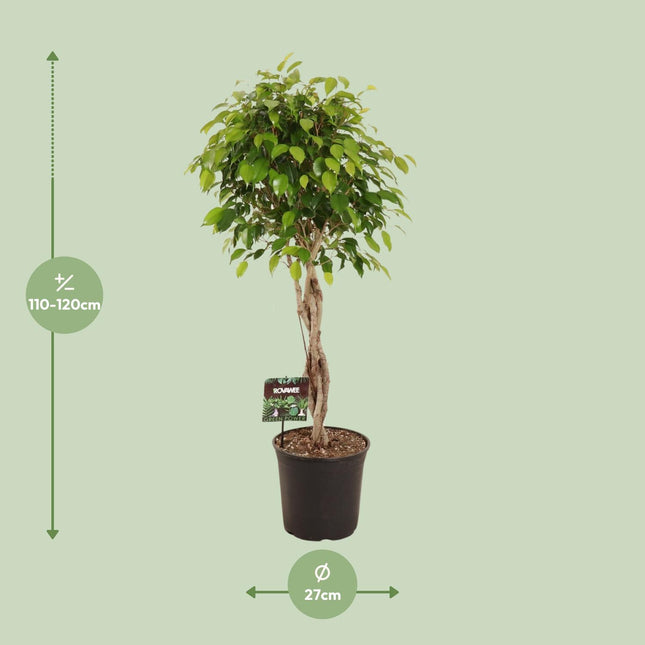 Ficus Benjamina Exotica (zonder sierpot) - Treurende vijg - Ø27cm - ↕120cm - Grote kamerplant