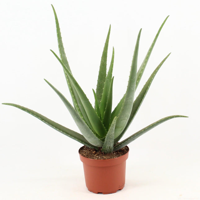 Aloe Vera - Echte Aloë - Ø19cm - ↕70cm - Luchtzuiverende Succulent