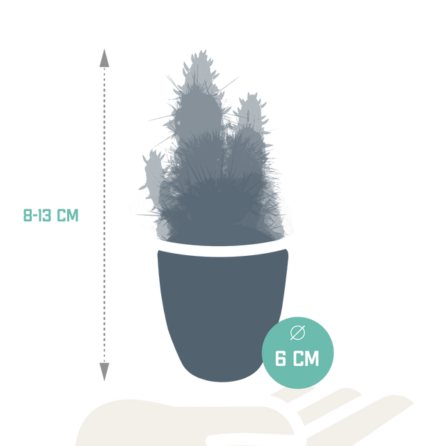 Cactus en vetplanten mix 5.5 cm | 15 stuks - in witte pot