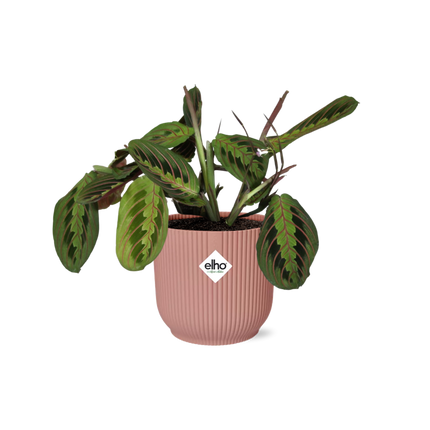 Maranta Leuconeura ‘Fascinator’ Tricolor in ELHO Vibes Fold 14cm roze