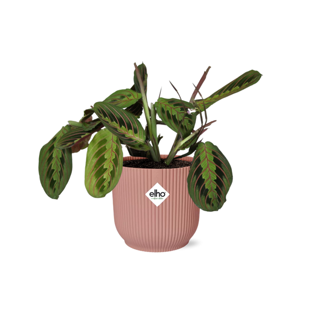 Maranta Leuconeura ‘Fascinator’ Tricolor in ELHO Vibes Fold 14cm roze