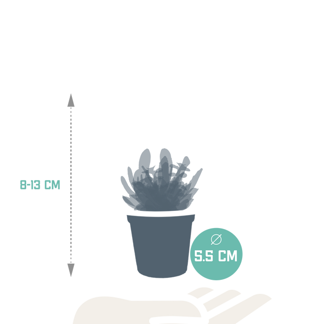 Vetplanten mix 5.5 cm - 10x - zonder pot