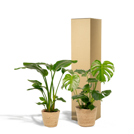 Strelitzia Nicolai Ø19cm ↕85cm + Monstera Deliciosa Ø21cm ↕75cm + Mand Selin