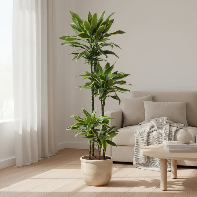 Dracaena Golden Coast - 140 cm - ø27
