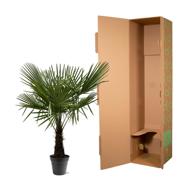 Trachycarpus Fortunei Ø30cm ↕160-180cm – Chinese Waaierpalm Grote Huisdiervriendelijke Kamerplant (zonder sierpot)