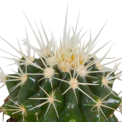 Cactus en vetplanten mix 5.5 cm | 15 stuks - in witte pot