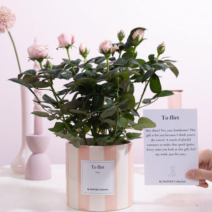 Mini-Roos Lichtroze - Rosa sp. Gift "To Flirt" met Wenskaart - Ø12cm - ↕30cm