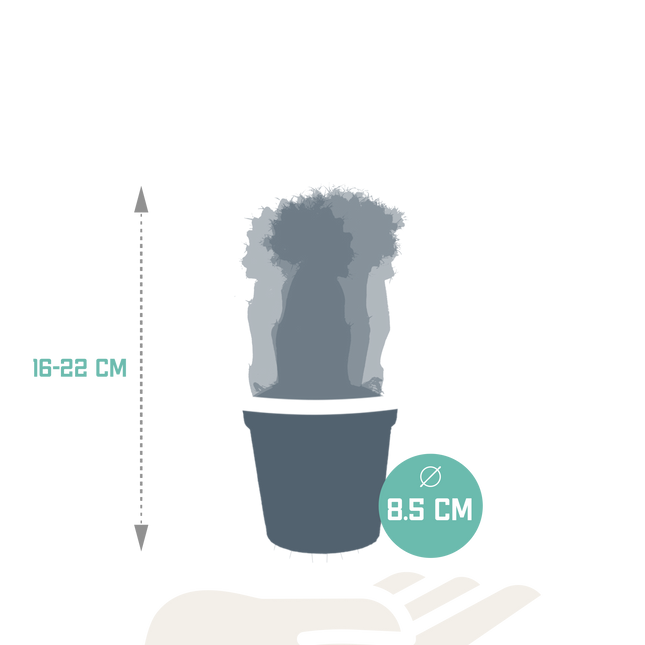 Euphorbia meloformis variegata - Gymnocalycium mix - 5,5cm - 3x